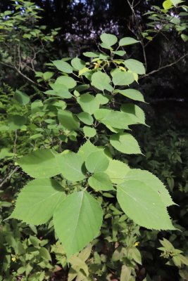 Broussonetia papyrifera - papírovník čínský - listy